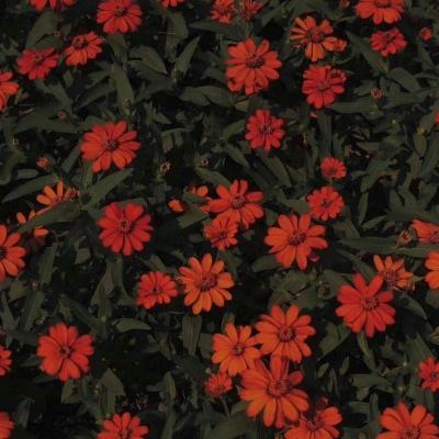 澳门新葡萄新京8883手机app下载